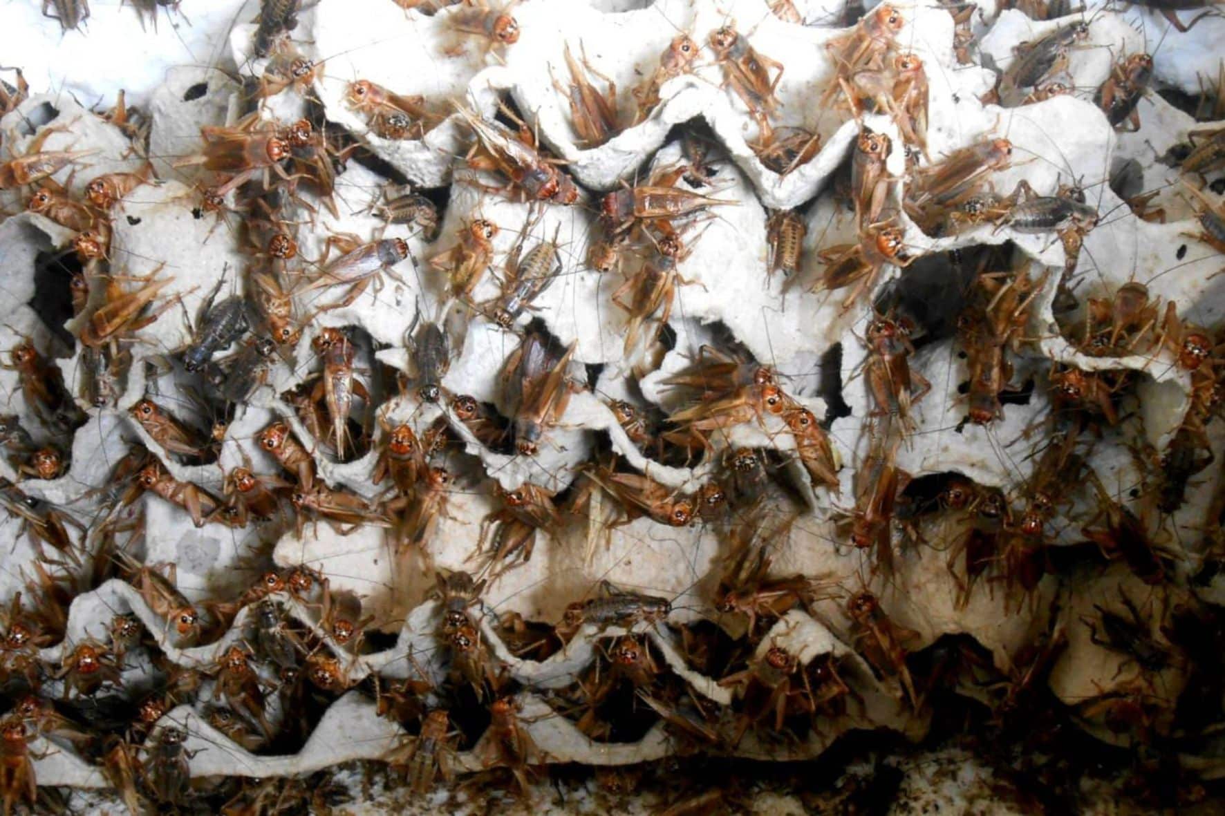 大叻郊區拼團一日遊:圖片 10