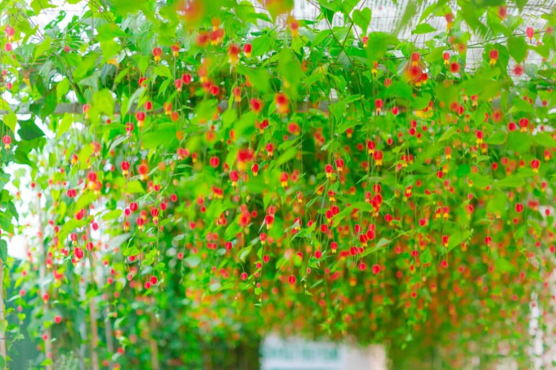 大叻高原屋頂-達坦拉瀑布-瘋狂屋拼團一日遊:圖片 3