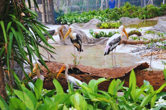 富國島珍珠樂園和珍珠野生動物園門票：圖片 13