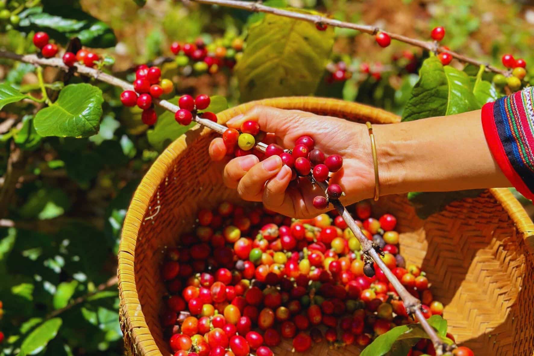 邦美蜀世界咖啡博物館:圖片 15