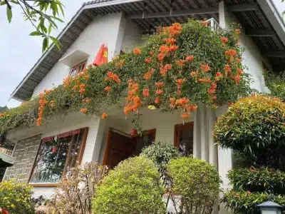 Eudora Homestay - Villa Đà Lạt尤朵拉民宿别墅（大叻）